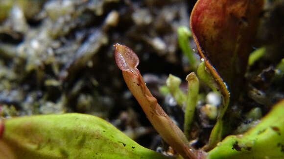 Image of purple pitcherplant