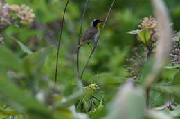 Geothlypis trichas (Linnaeus 1766) resmi