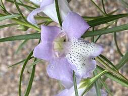 Imagem de Eremophila bignoniiflora (Benth.) F. Muell.