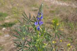 Image of narrowleaf lupine