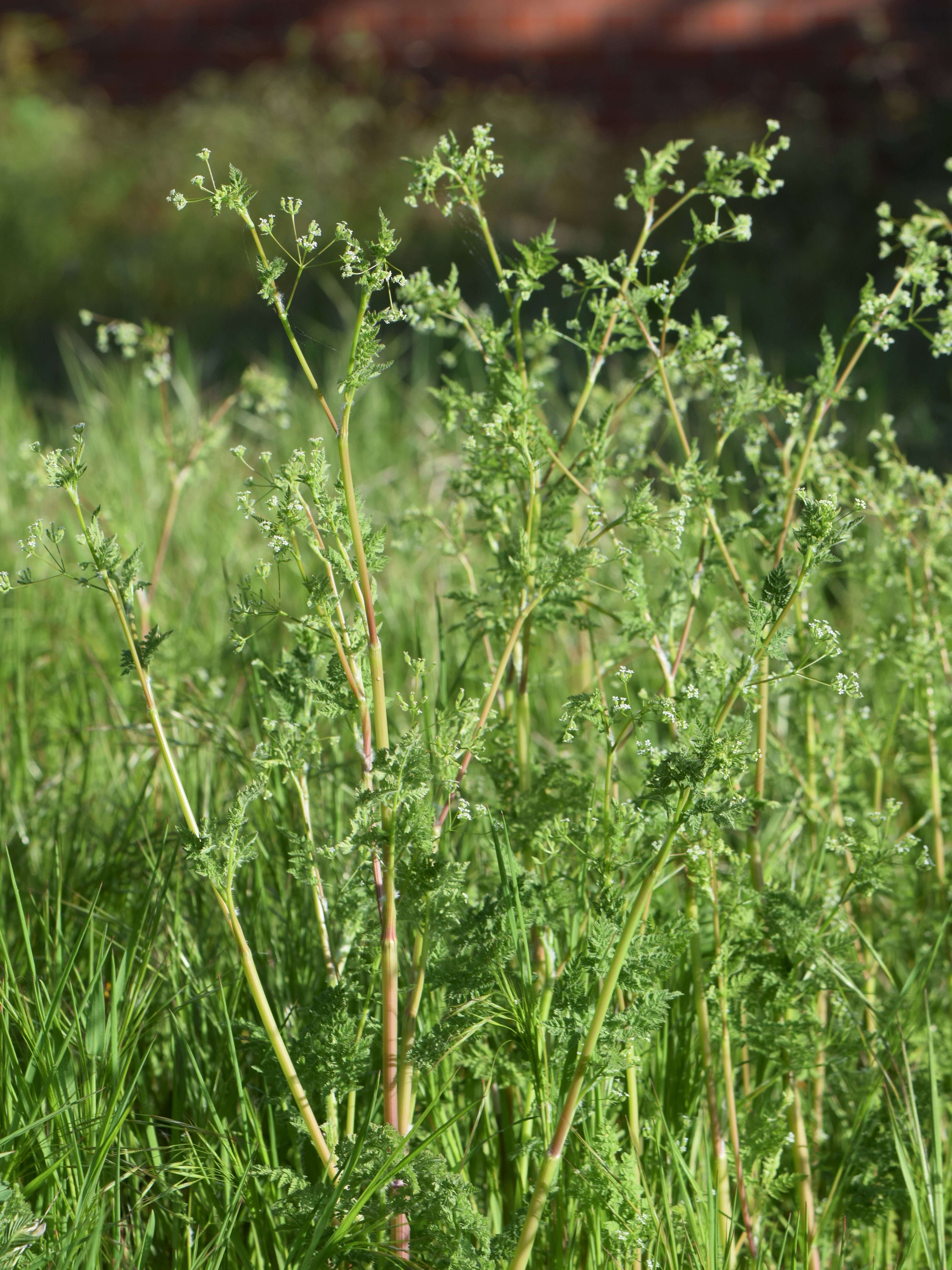 Image of bur chervil