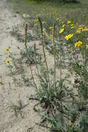 Plantago albicans L. resmi