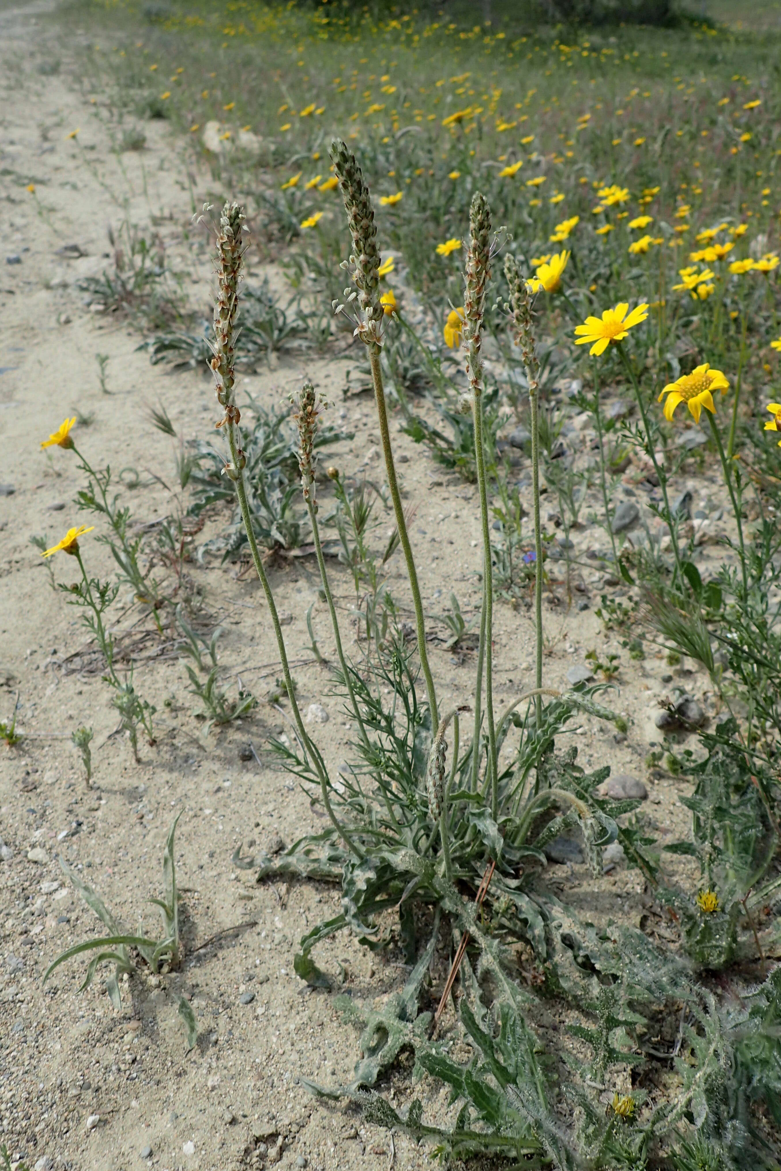 Plantago albicans L. resmi