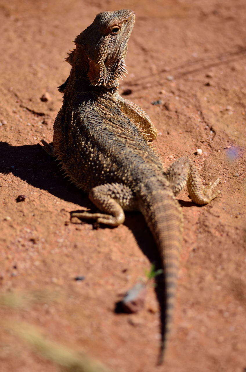 Image of Central bearded dragon