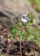 Image of blue anemone