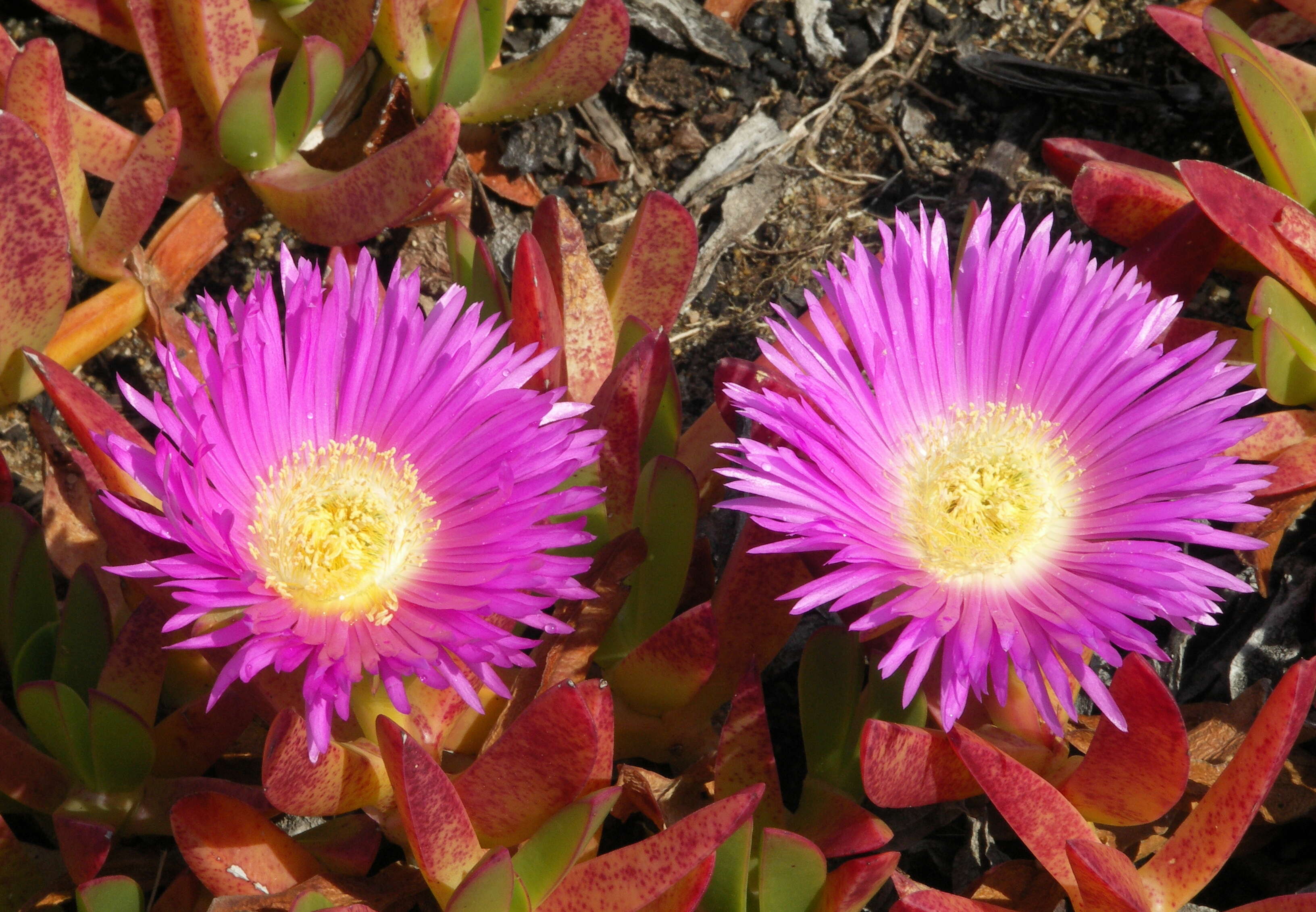 Image of Carpobrotus acinaciformis (L.) L. Bol.