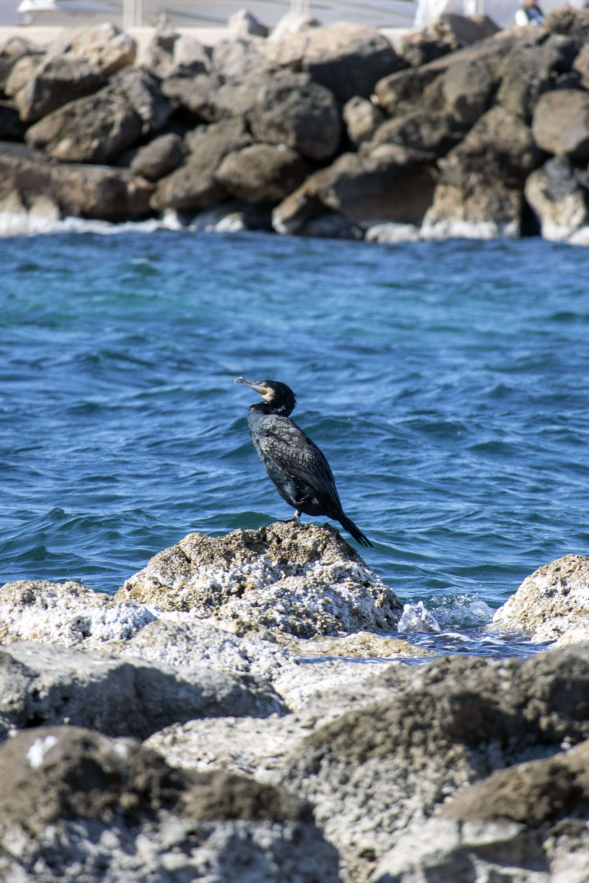 Image of Black Shag