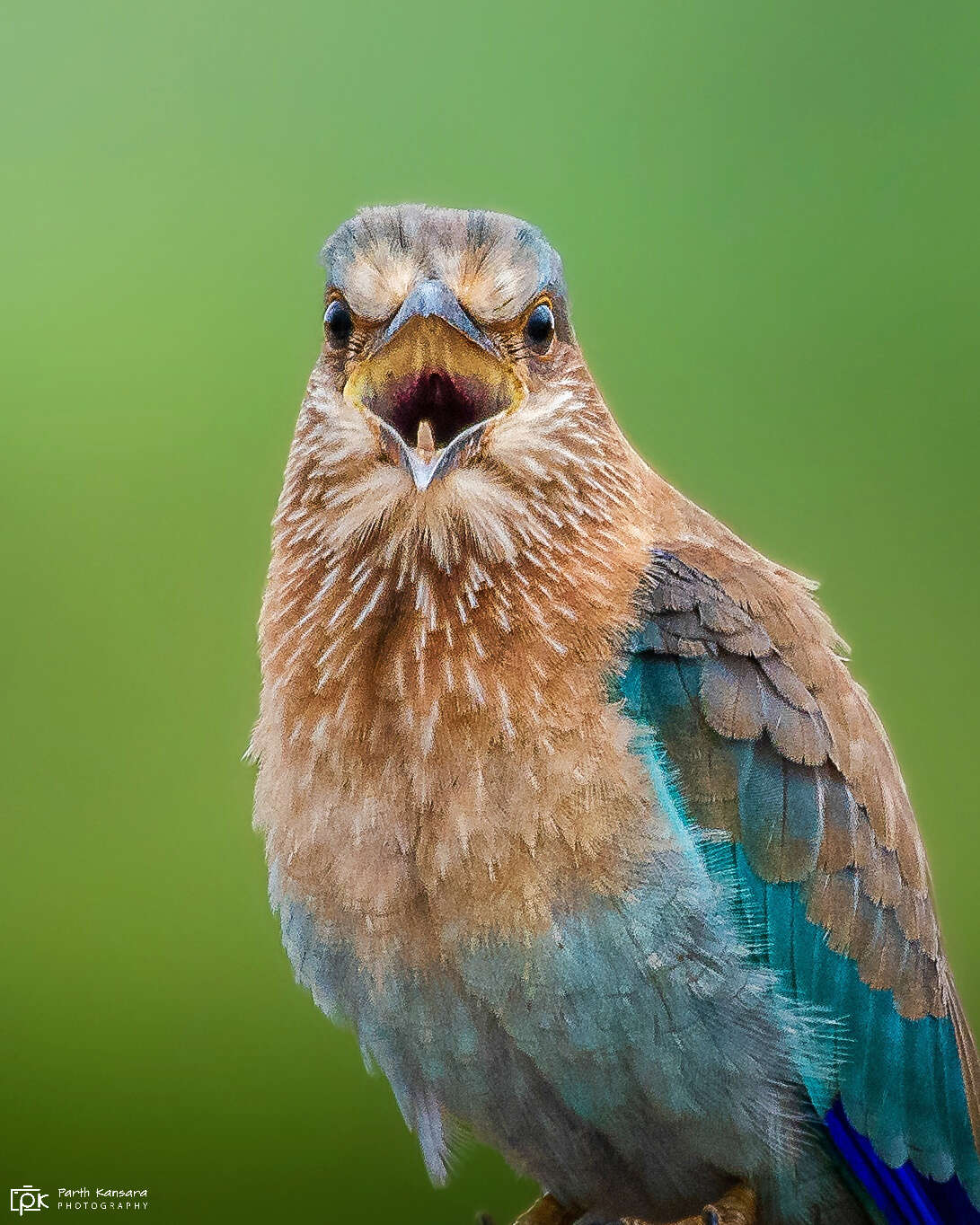 Image of Indian Roller