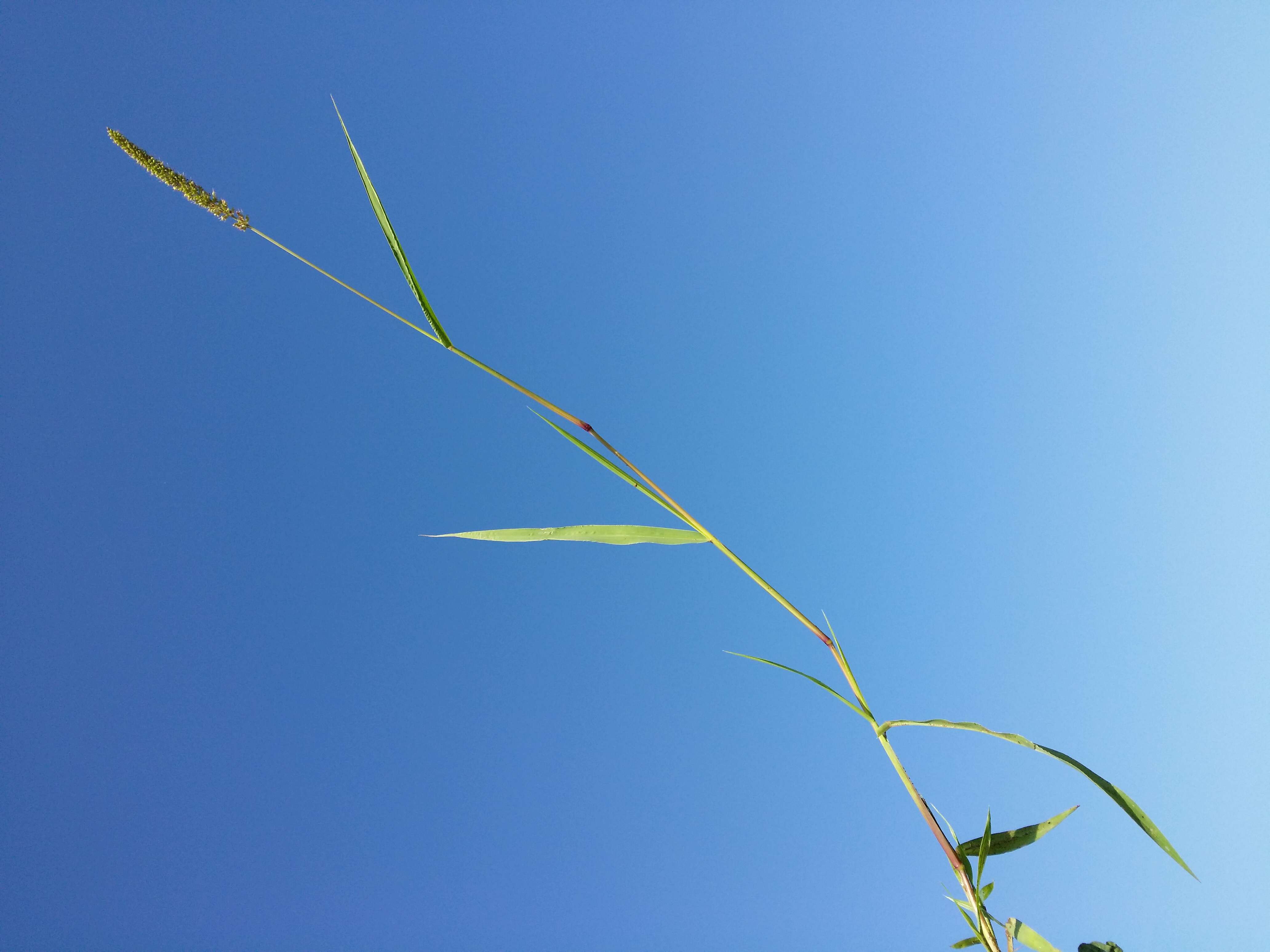 Image de sétaire verticillée