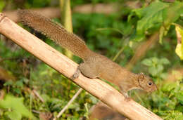 Image of Hoary-bellied Squirrel