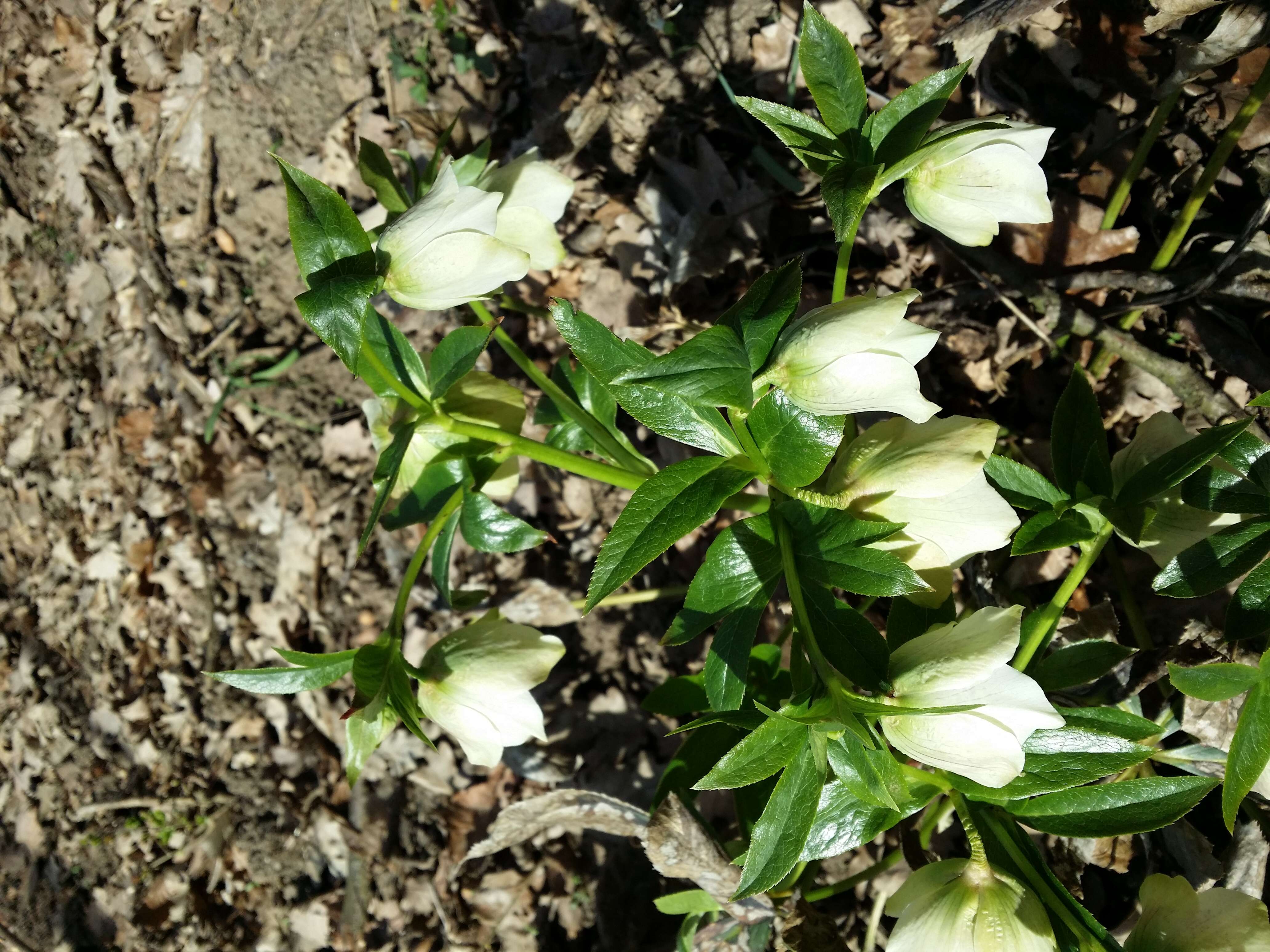 Image de Rose de carême