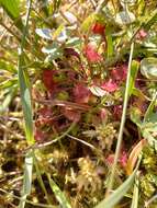 Image of Common Sundew