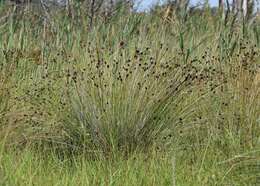 Image of Black Bog-rush