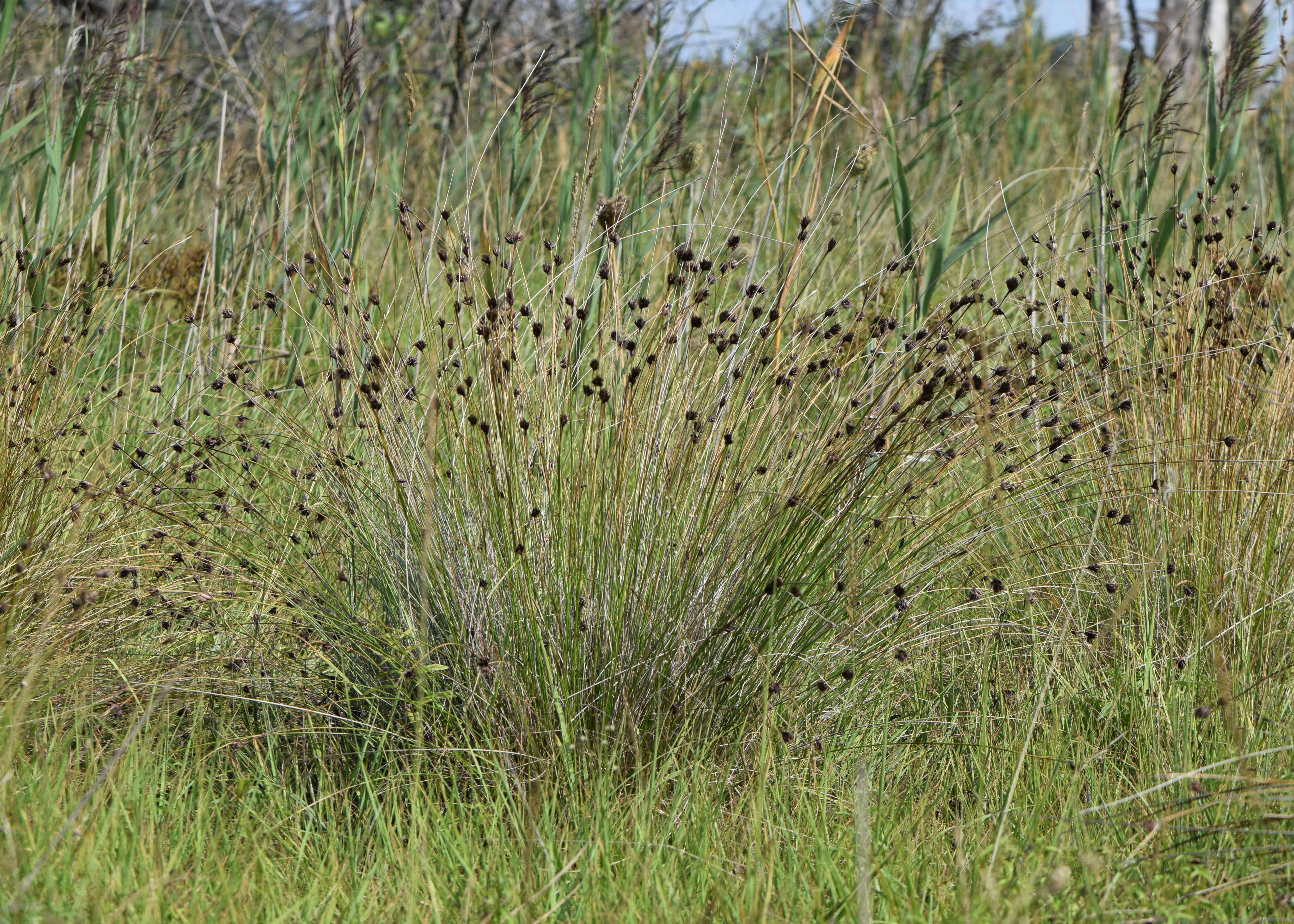 Schoenus nigricans L. resmi