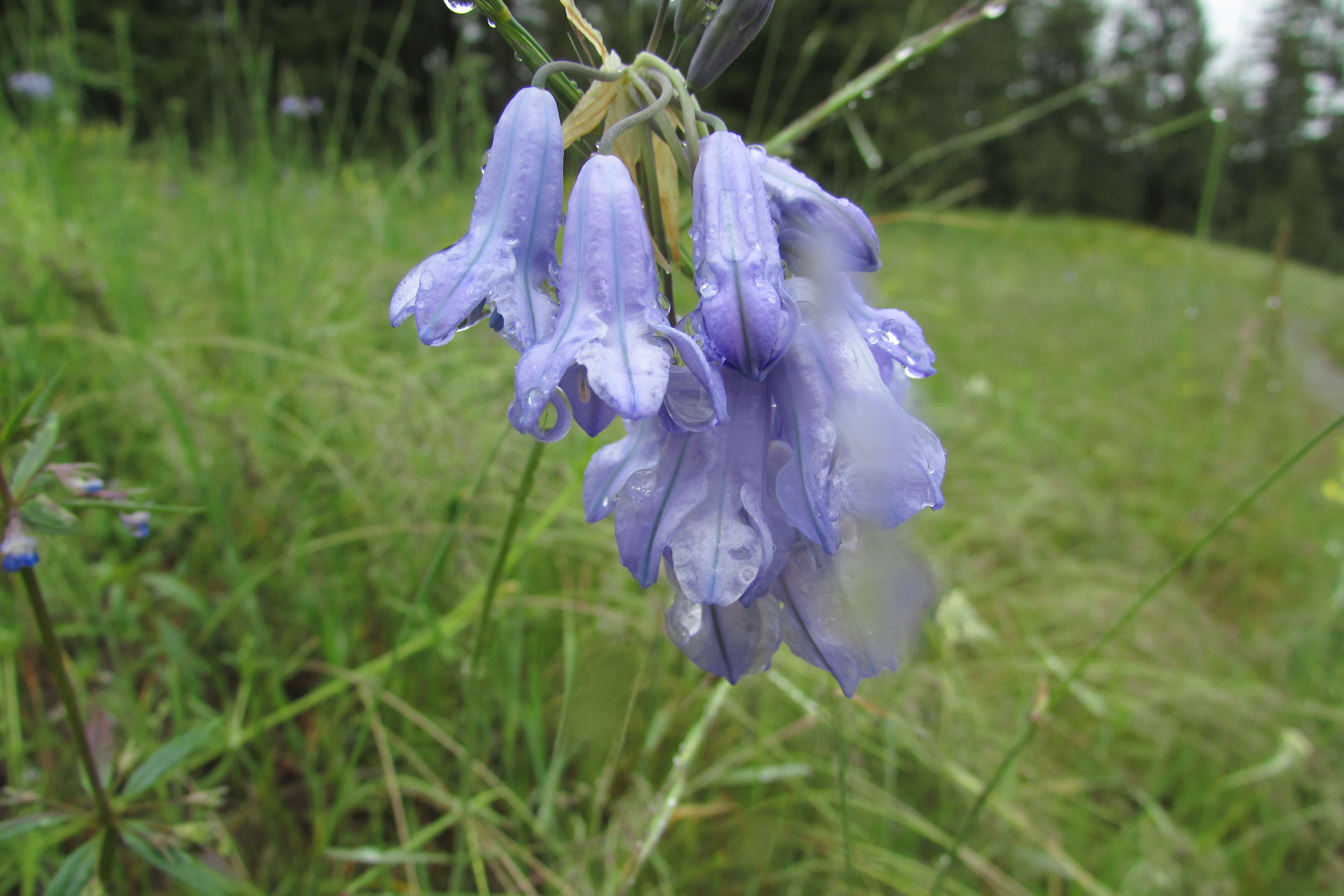 Image of largeflower triteleia