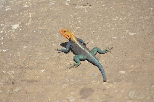 Image of Kenya Rock Agama