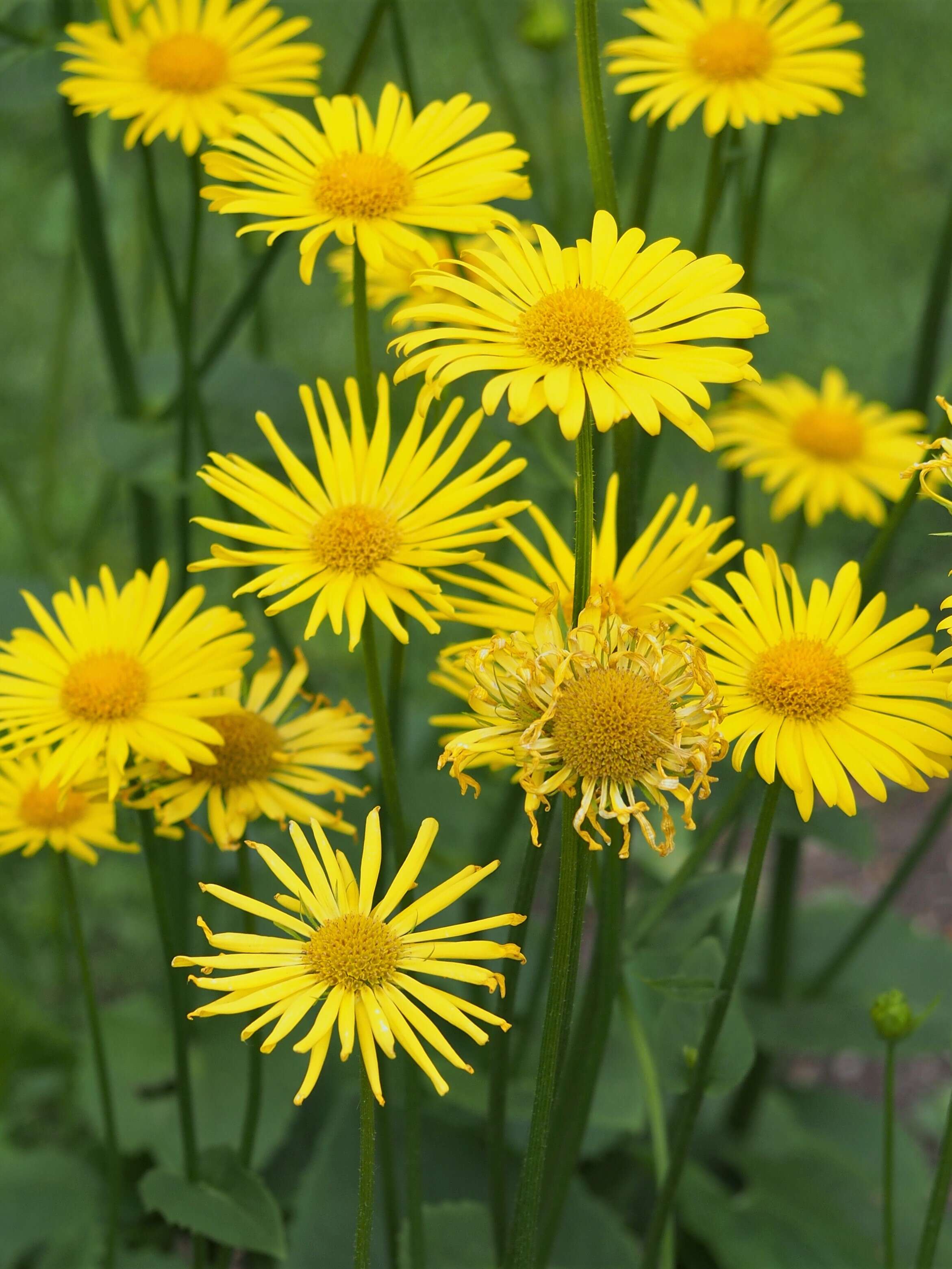 Imagem de Doronicum orientale Hoffm.