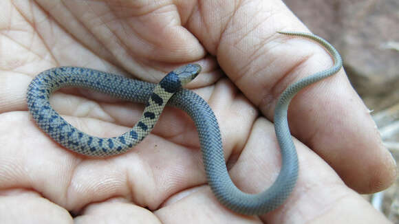 Image of Plumbeous or Reticulated Centipede Eater