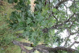 Image of Brewer Oak