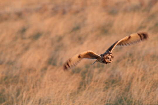 Image de Hibou des marais