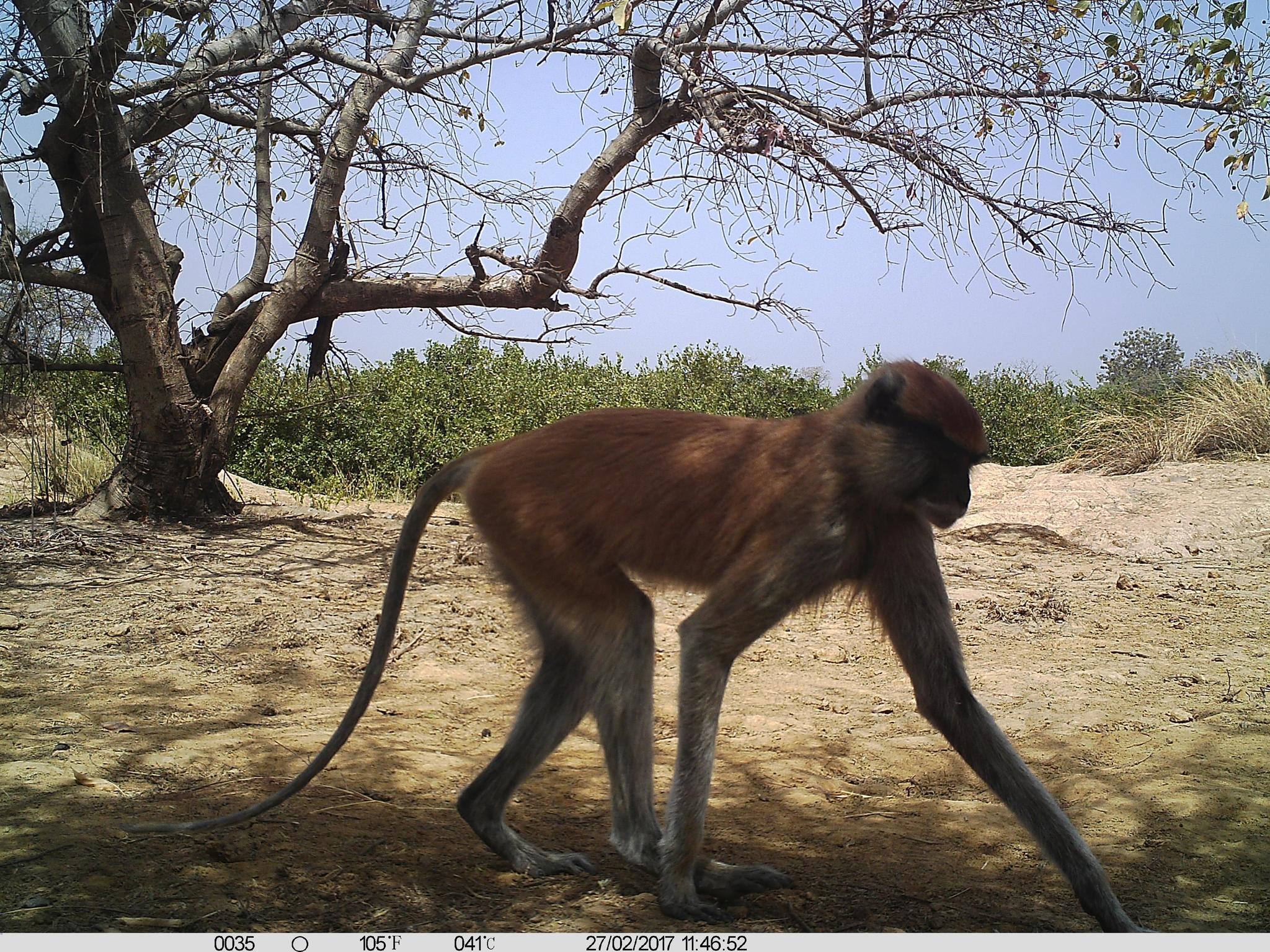Image of patas monkey