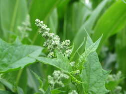 Image de Chenopodiastrum hybridum (L.) S. Fuentes, Uotila & Borsch