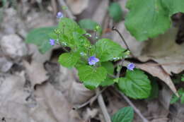 Image of Wood speedwell