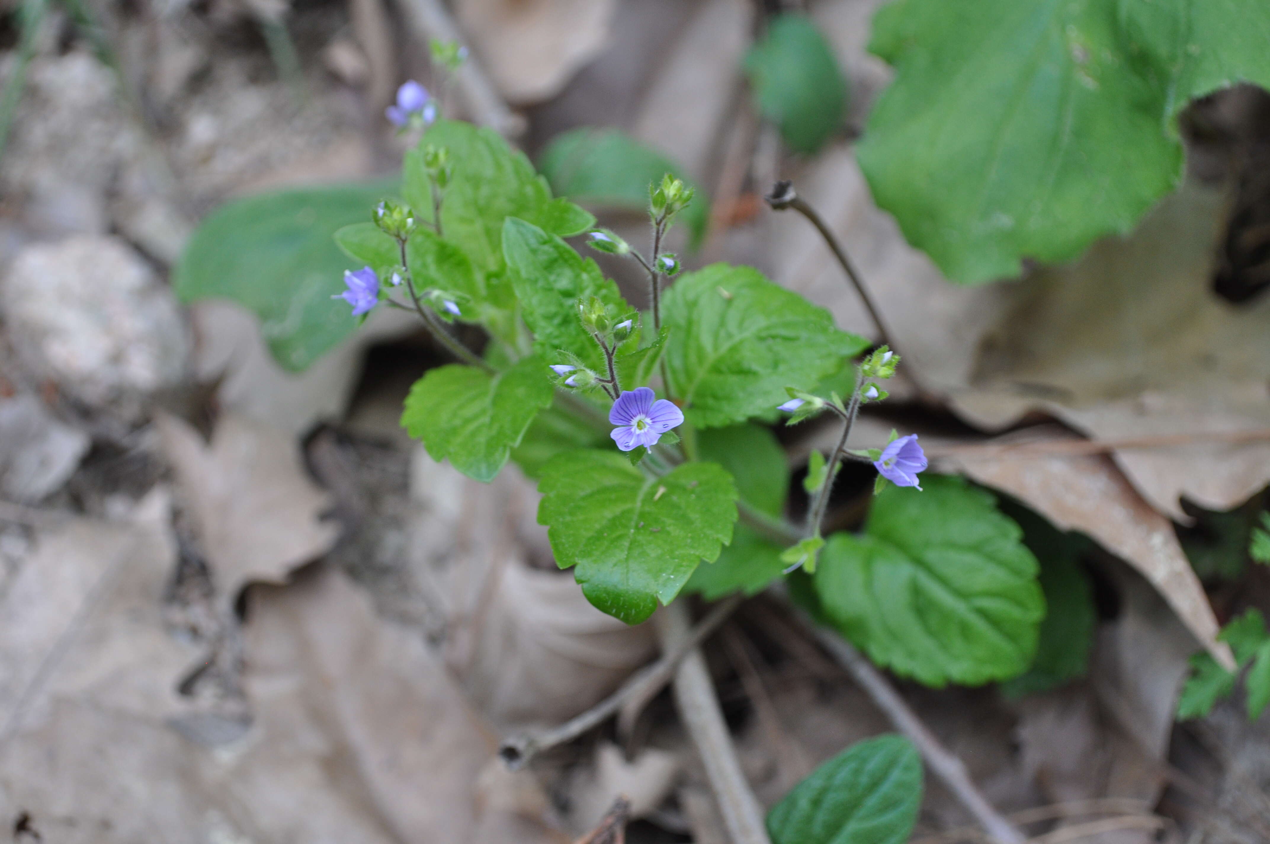 Image of Wood speedwell