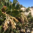 Image of <i>Arctostaphylos confertiflora</i>