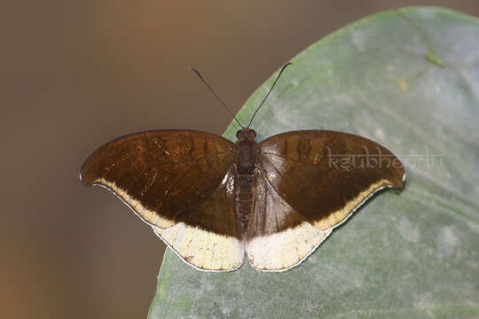 Image of Tanaecia lepidea Butler 1868