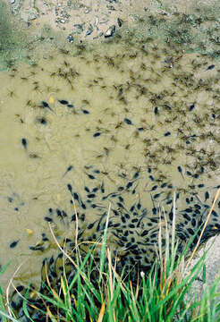 Image of Common pond skater