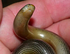 Image of Zambezi Blind Snake
