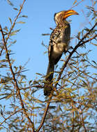 Image of Southern Yellow-billed Hornbill