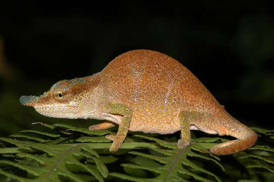 Image of Maroantsetra Chameleon