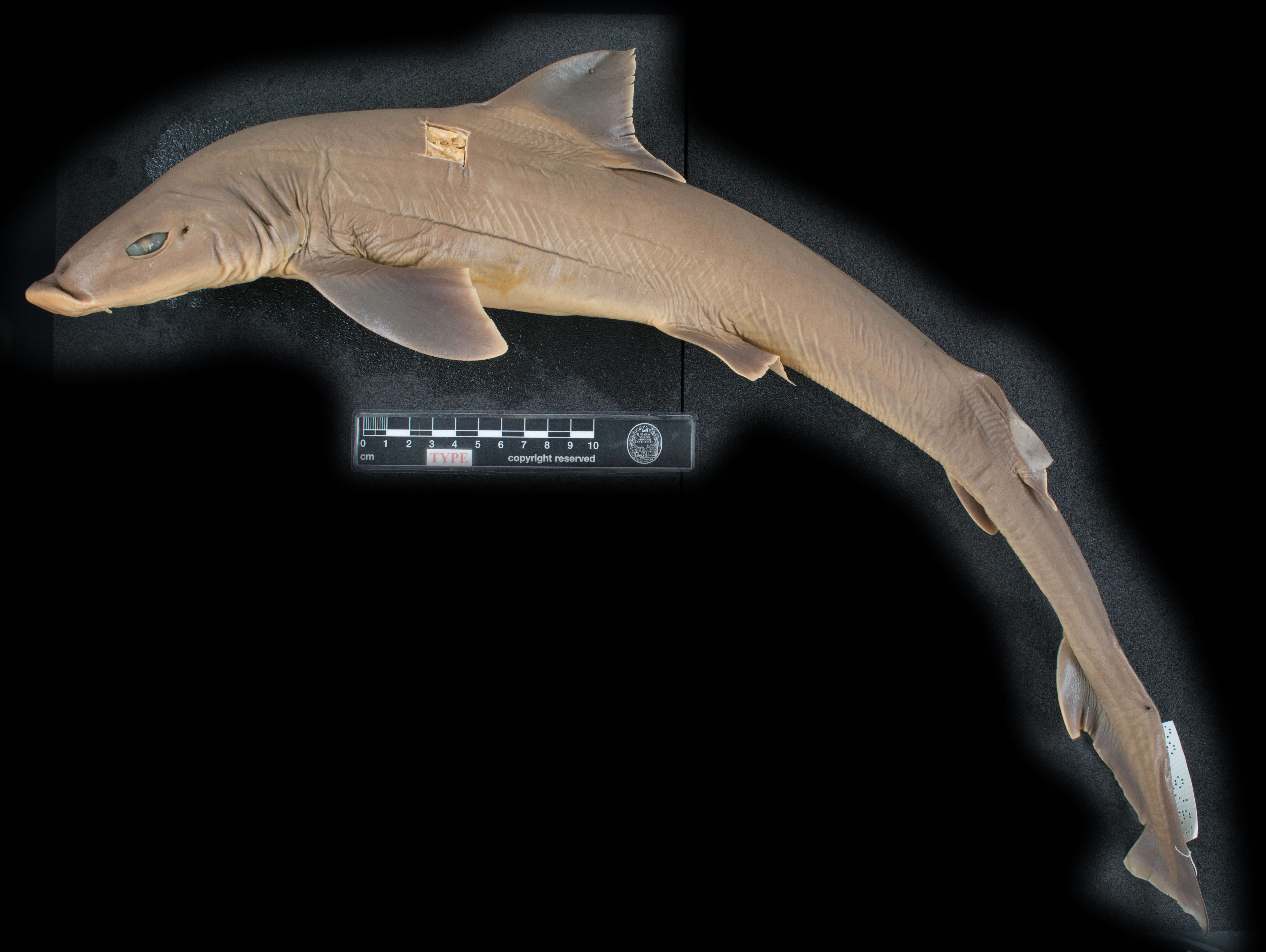 Image of Blackspotted Smoothhound