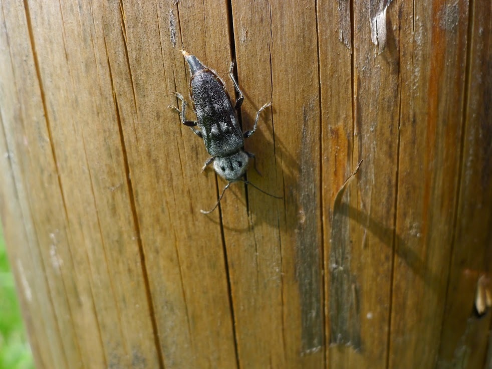Image of Old-house borer