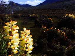 Image of Richea scoparia Hook. fil.