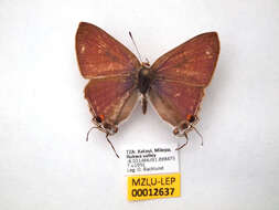 Imagem de Hypolycaena philippus (Fabricius 1793)