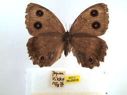 Image of Minois dryas