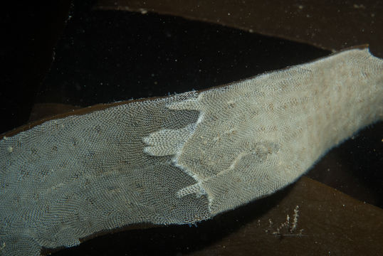 Image of Marine bryozoan