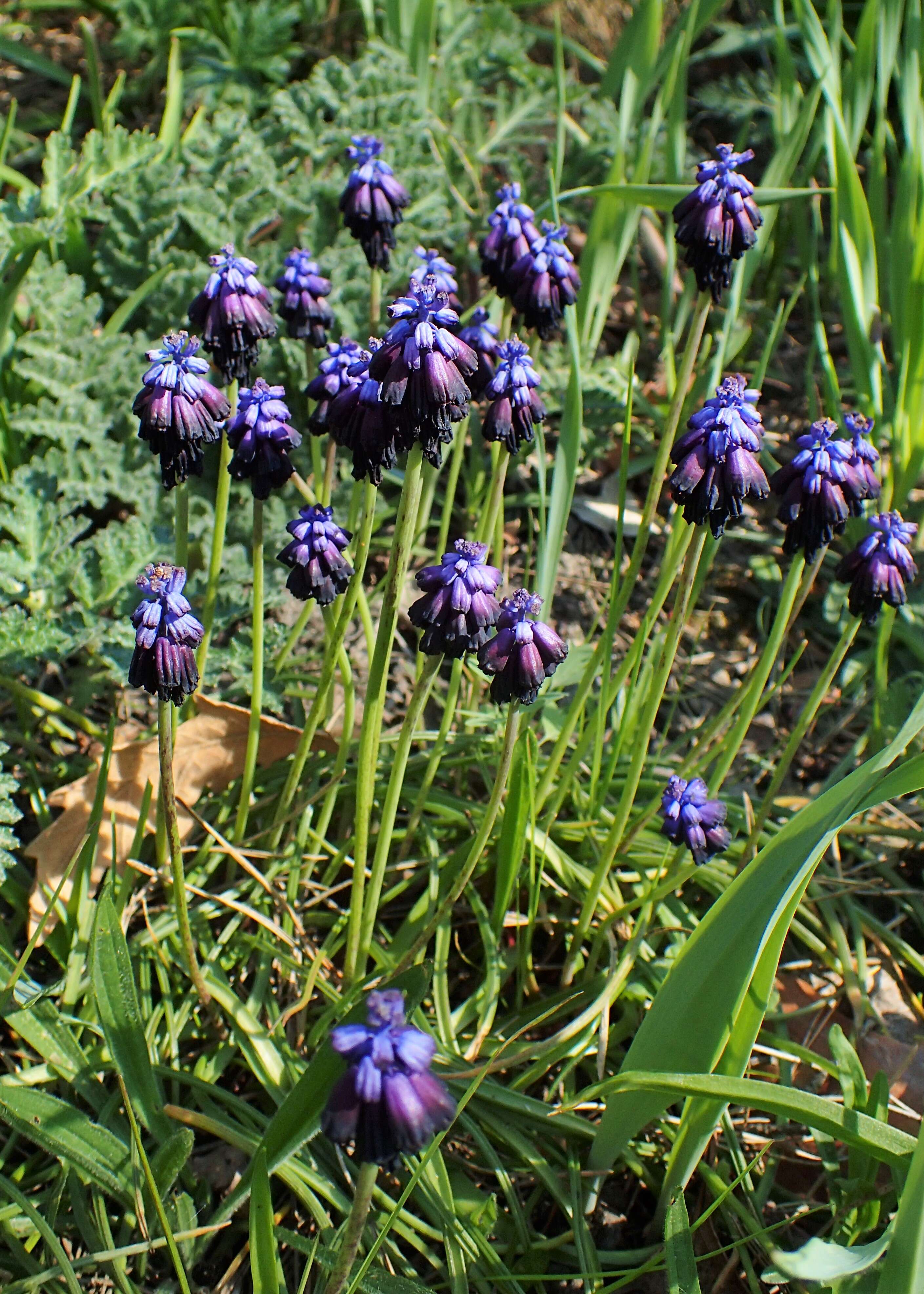 Image of Muscari commutatum Guss.