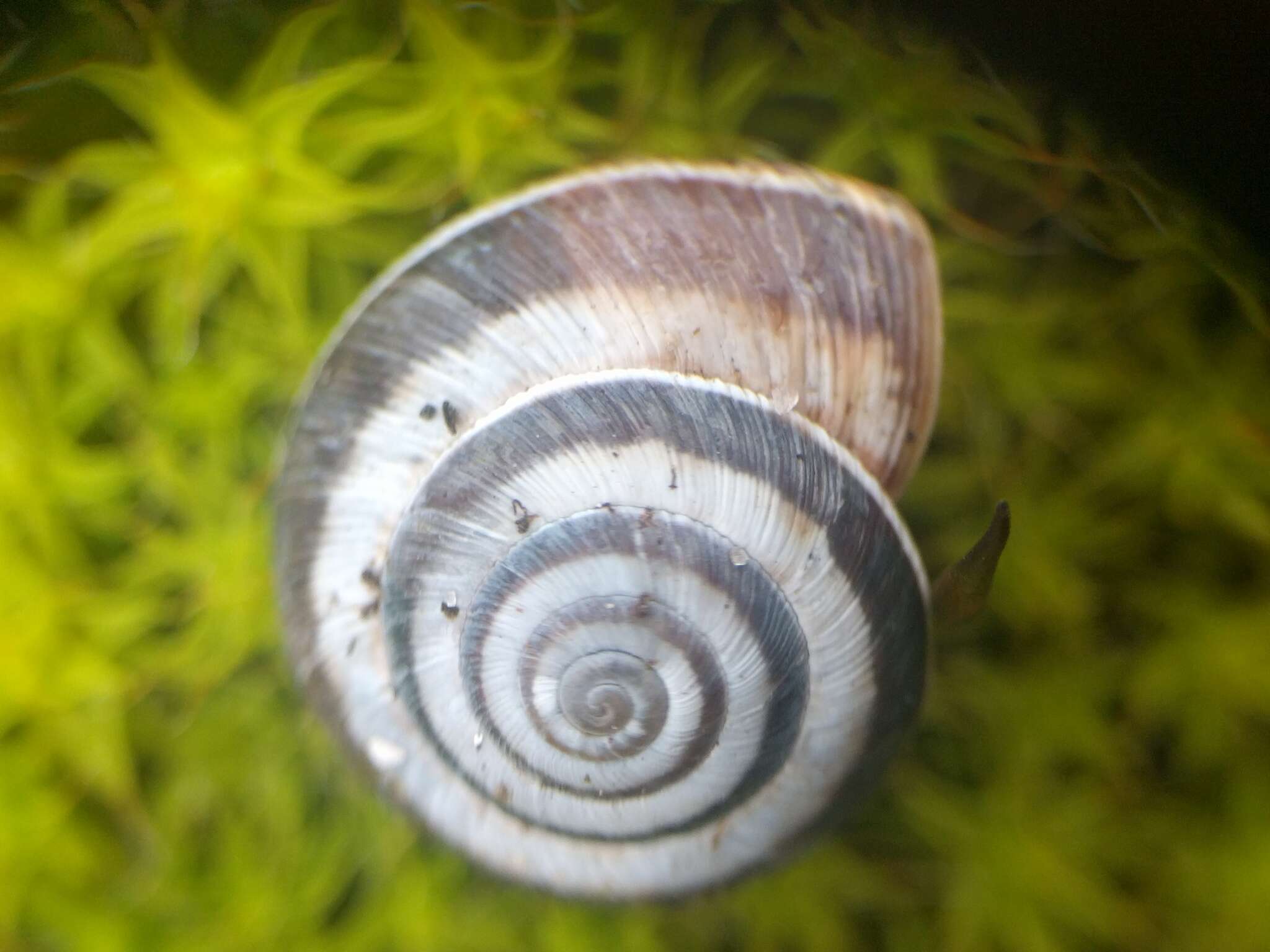 Image of Maritime gardensnail