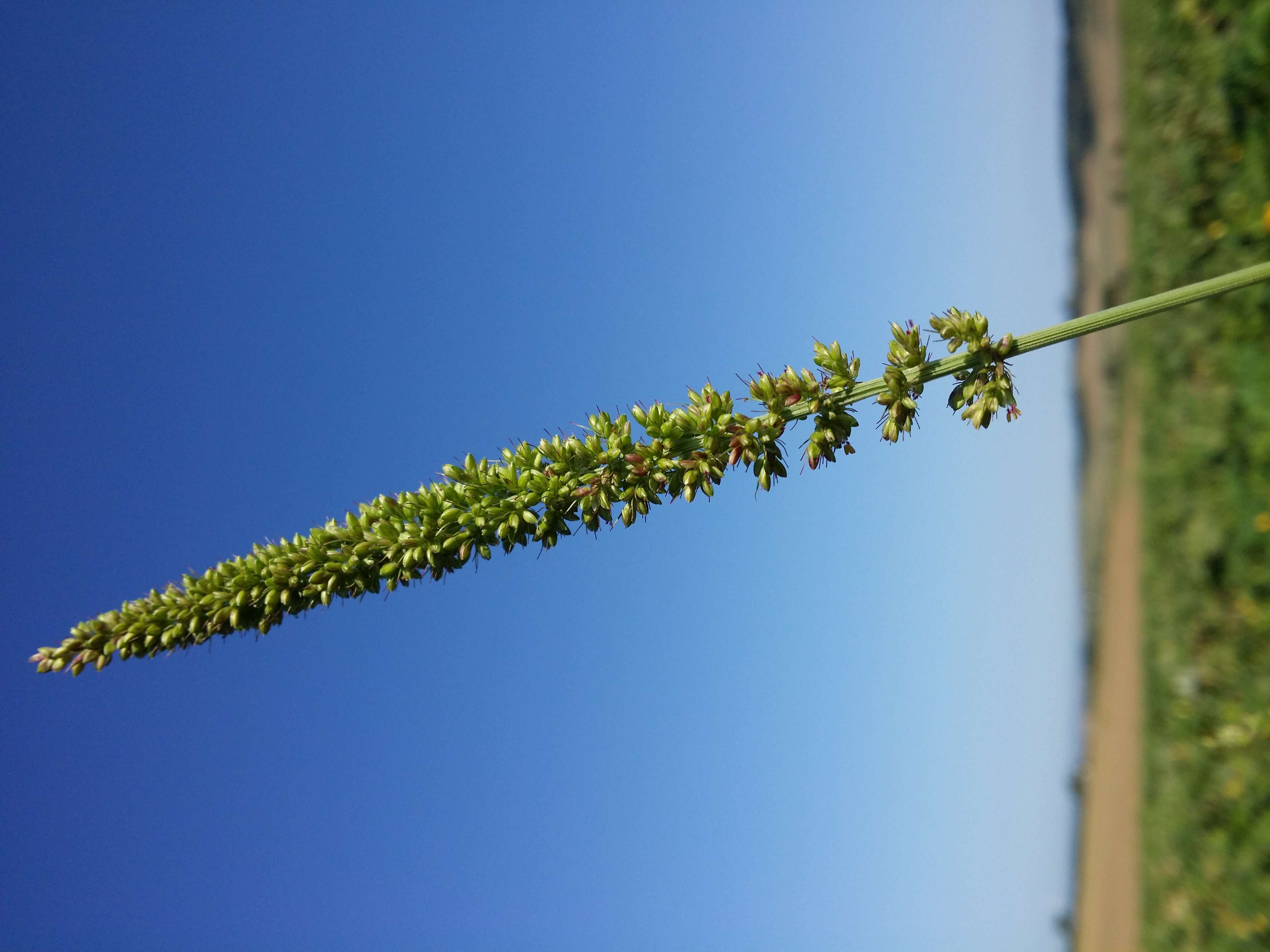 Image de sétaire verticillée