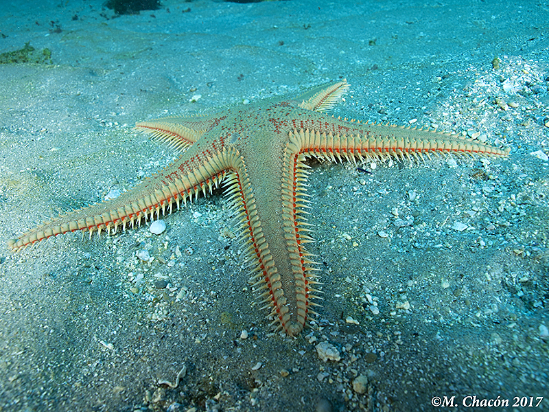 astropecten aurantiacus