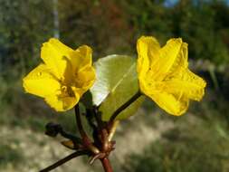 Image of yellow floatingheart