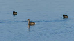 Image of Podiceps Latham 1787