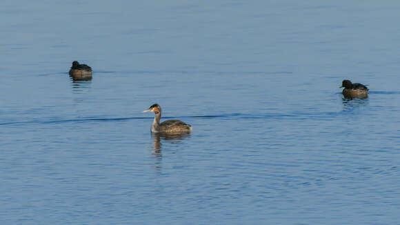 Image of Podiceps Latham 1787