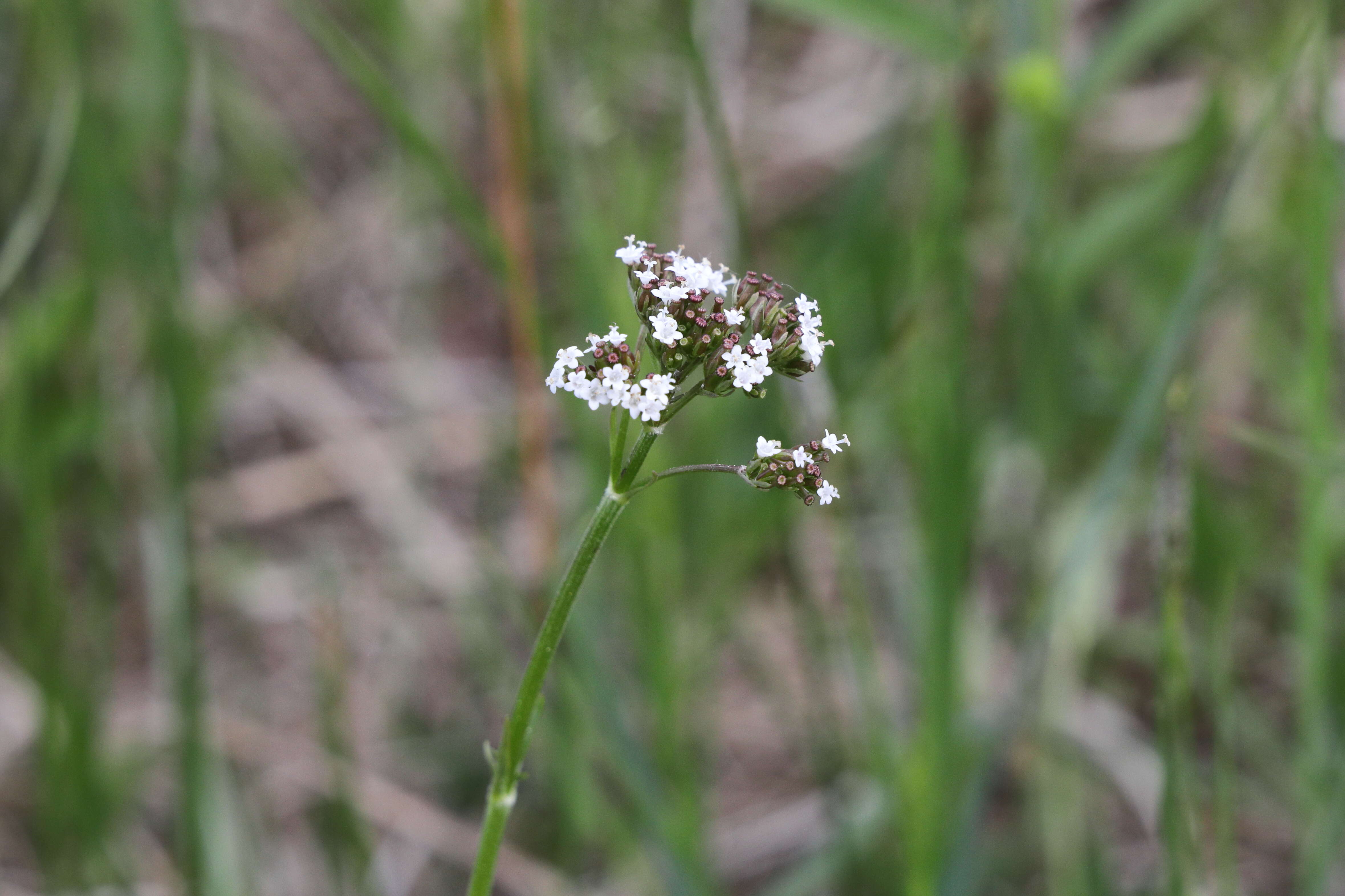 Image of marsh valerian