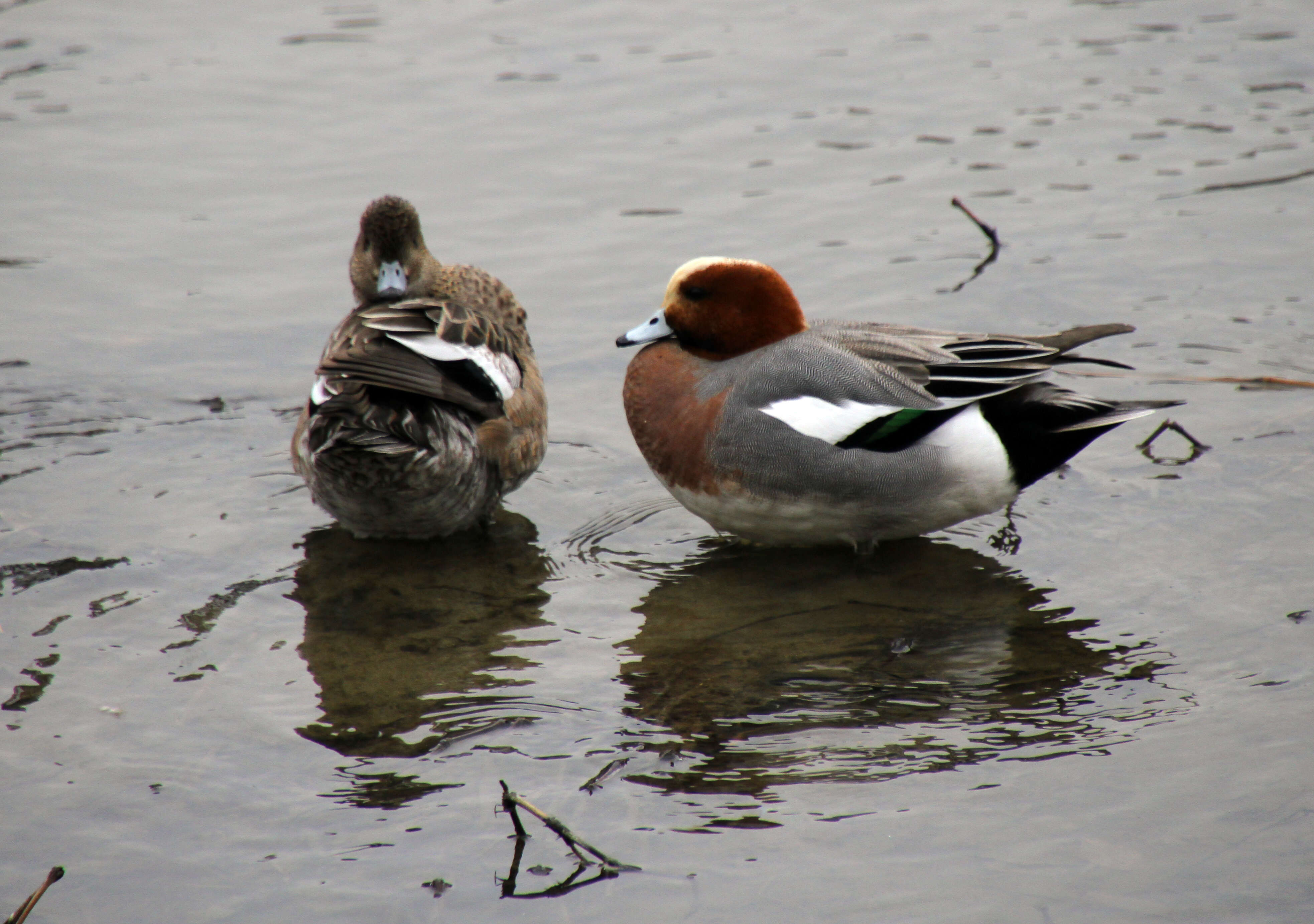 Image of Eurasian Wigeon