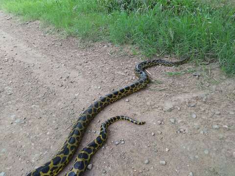 Image of Yellow anaconda